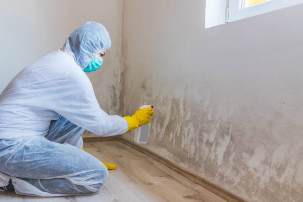 Licensed Basement Mold Remediation service in Pineville, PA - WQB Mold Removal
